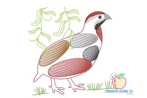 Nahan's francolin Sketch Embroidery